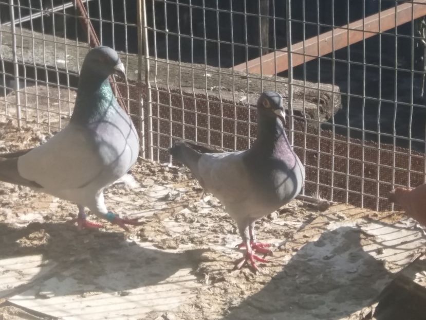  - b- albastri fara dungi