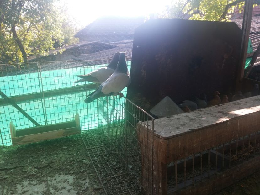  - b- albastri fara dungi