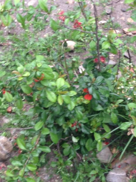 gutui japonez - FLORILE MELE 2017