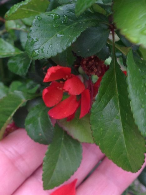 gutui japonez - FLORILE MELE 2017