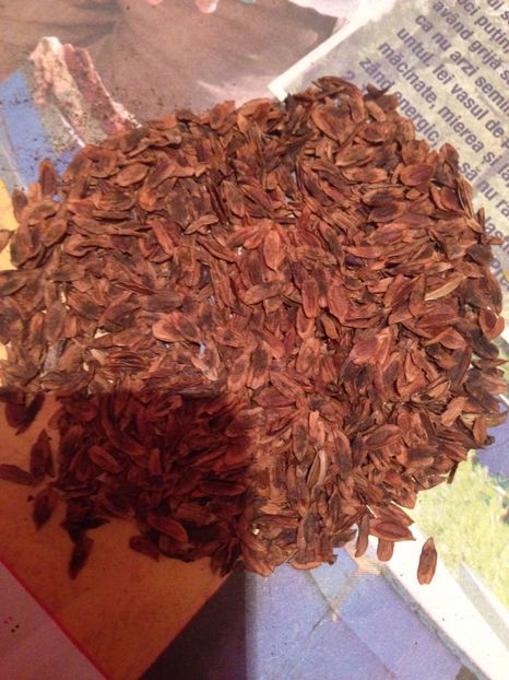 seminte de liliac mov - Achizitii FLORI 2017