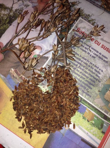 seminte de liliac mov - Achizitii FLORI 2017