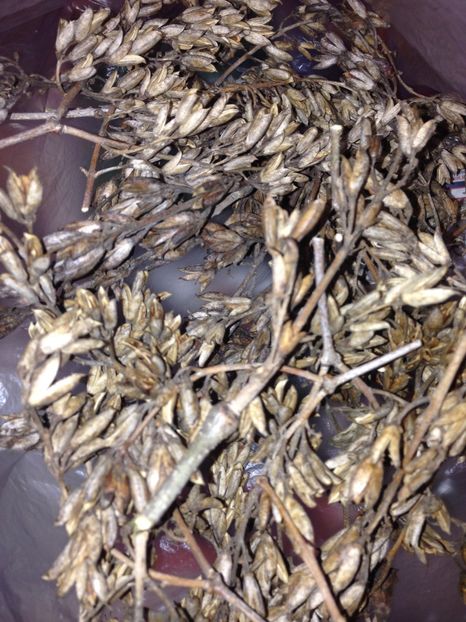 seminte de liliac mov - Achizitii FLORI 2017