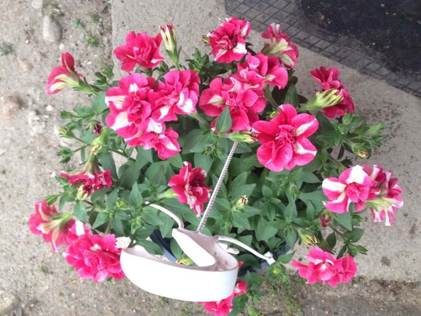 petunii - Achizitii FLORI 2017