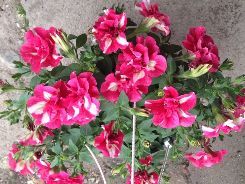 petunii - Achizitii FLORI 2017