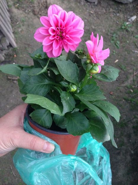 dalie - Achizitii FLORI 2017