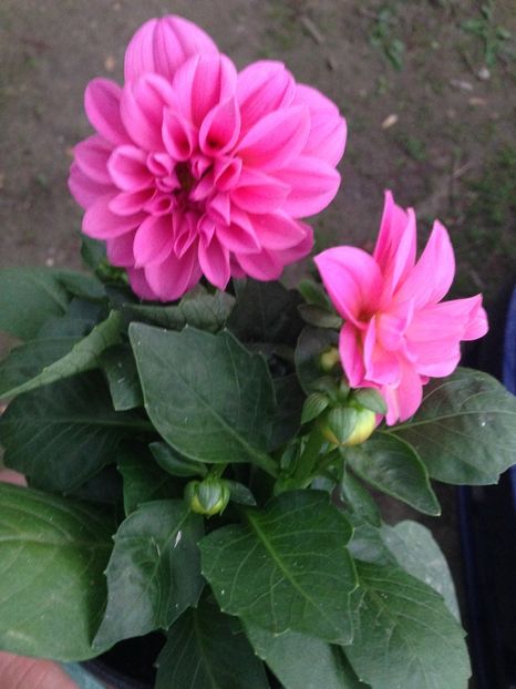 dalie - Achizitii FLORI 2017