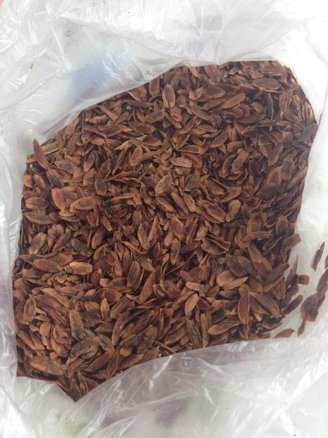 seminte de liliac mov - Achizitii FLORI 2017