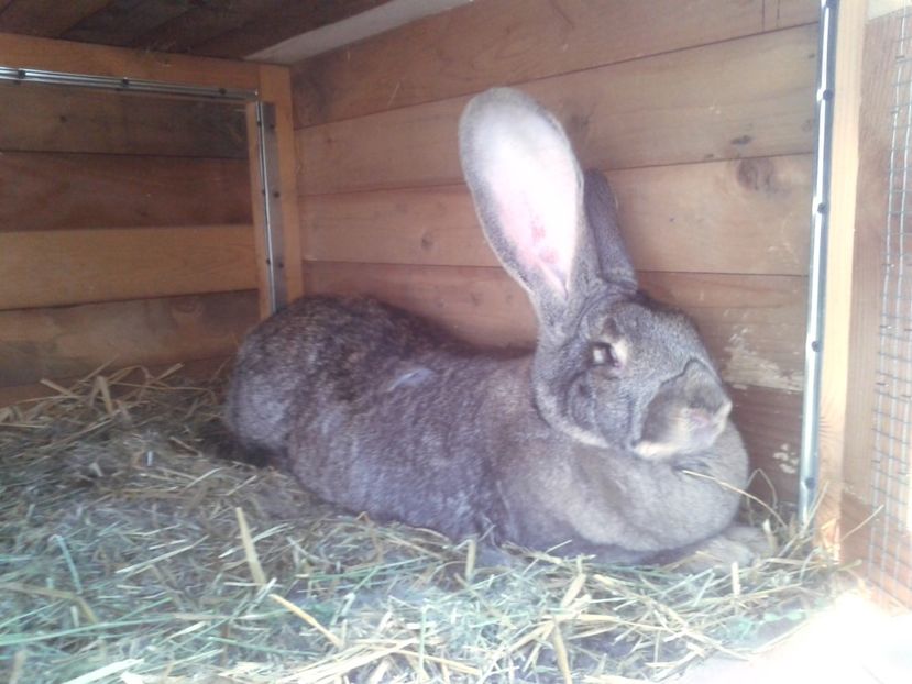 2 ani ; 10,6 kg - F 02 - productie proprie