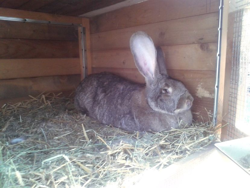 2 ani ; 10,6 kg - F 02 - productie proprie