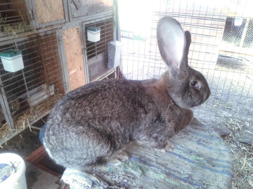 2 ani ; 10,6 kg - F 02 - productie proprie