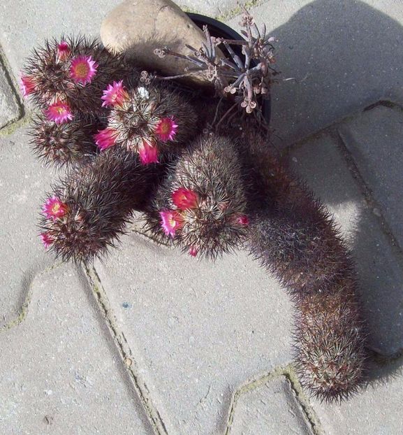 Mammillaria microhelia 1 - Cactusi