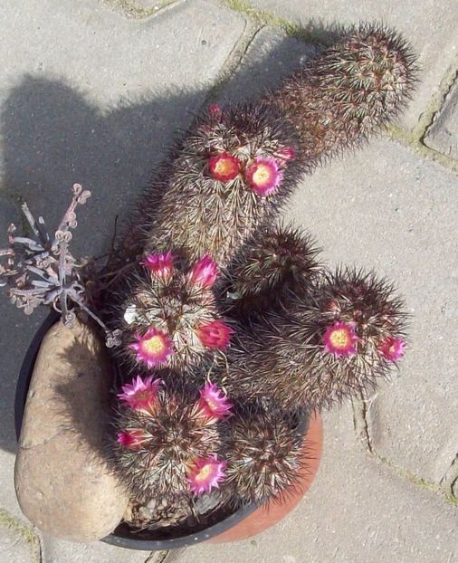 Mammillaria microhelia 2 - Cactusi