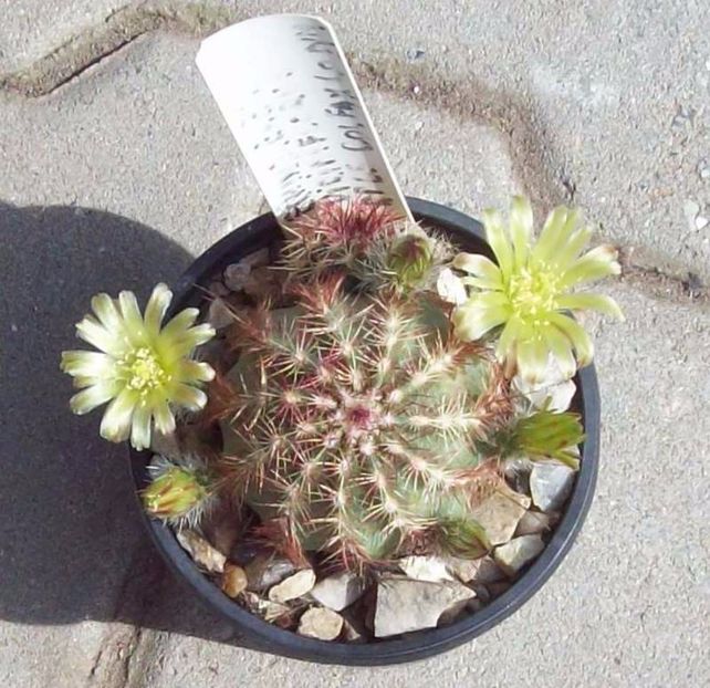 Echinocereus viridiflorus 2 - Cactusi