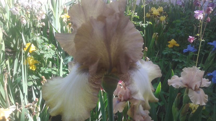 nr 1 disponibil 5 lei - irisi 2017