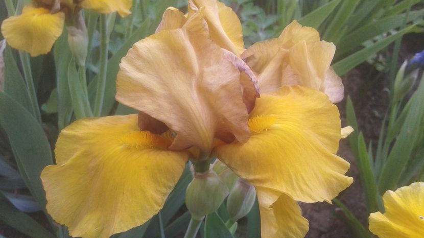 nr 2 disponibil 3 lei - irisi 2017