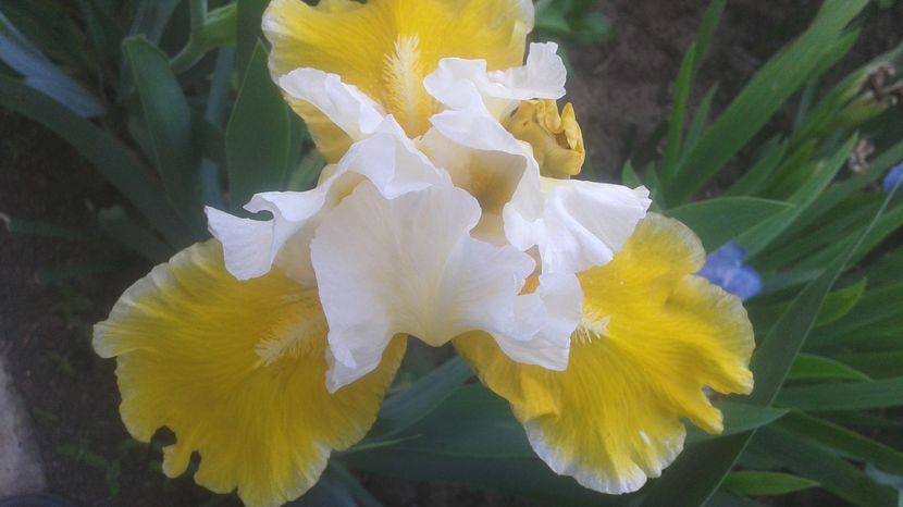 nr 3 disponibil 5 lei - irisi 2017