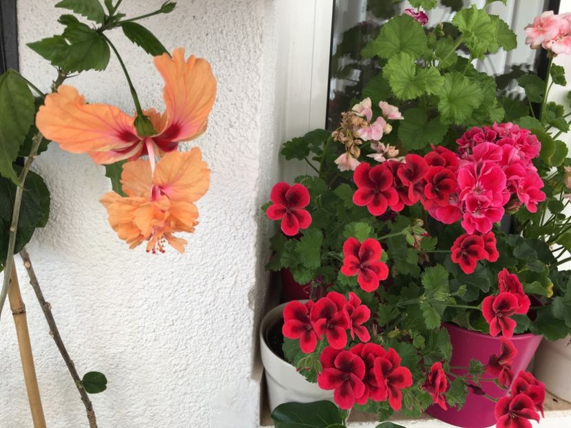 El Capitolio Orange - Flori 2017