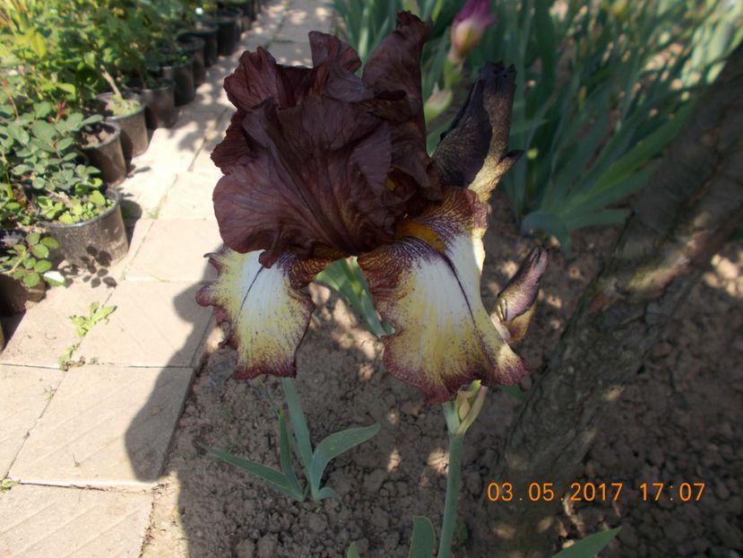 burgundy brown - IRISI BARBATA ELATIOR SI INTERMEDIA  2017