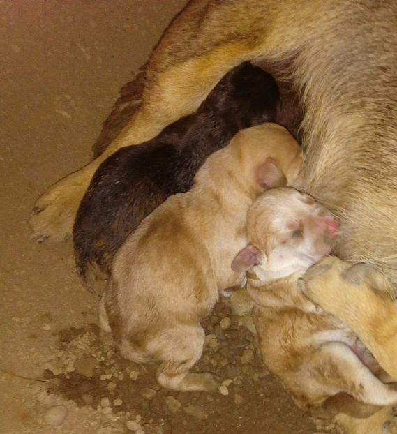 Azi la ora 16 00 au inceput sa apara urmasii  ( 3 baieti ) - AAAAAAAAA__DIVA_OSMI URMASUL LUI OSMAN IN MEMORIAM