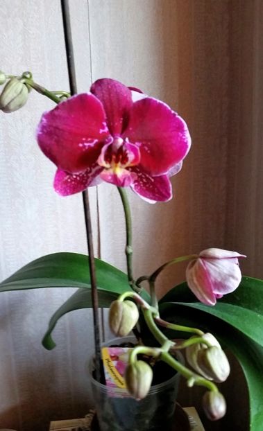 2017-05-03 18.49.02 - florii