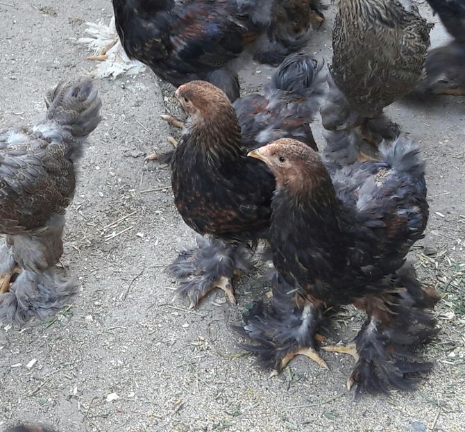  - a__Pui si tineret brahma 2017