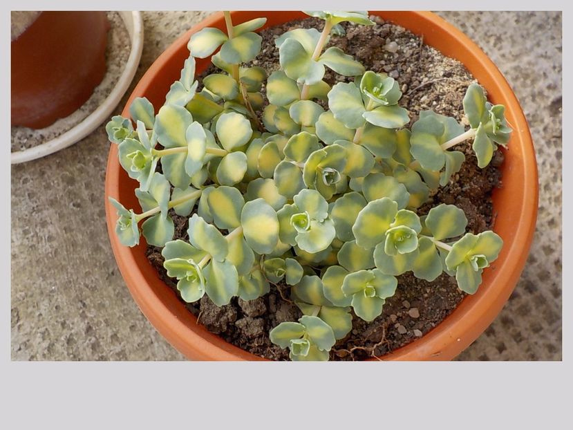  - sedum sieboldii variegat