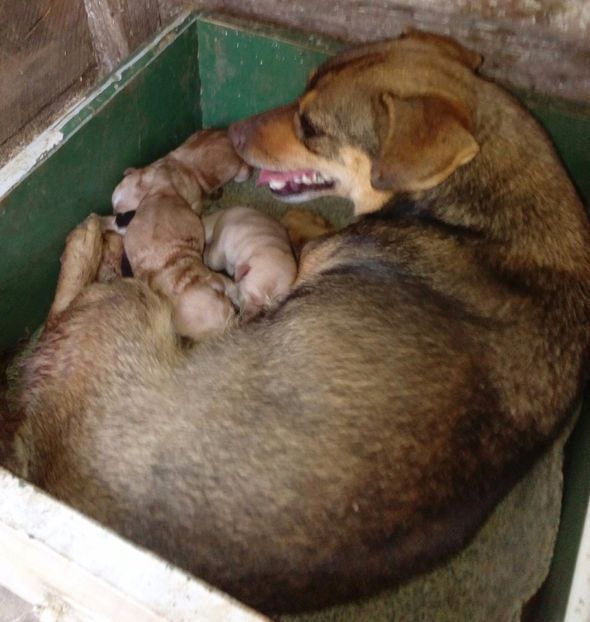  - AAAAAAAAA__DIVA_OSMI URMASUL LUI OSMAN IN MEMORIAM