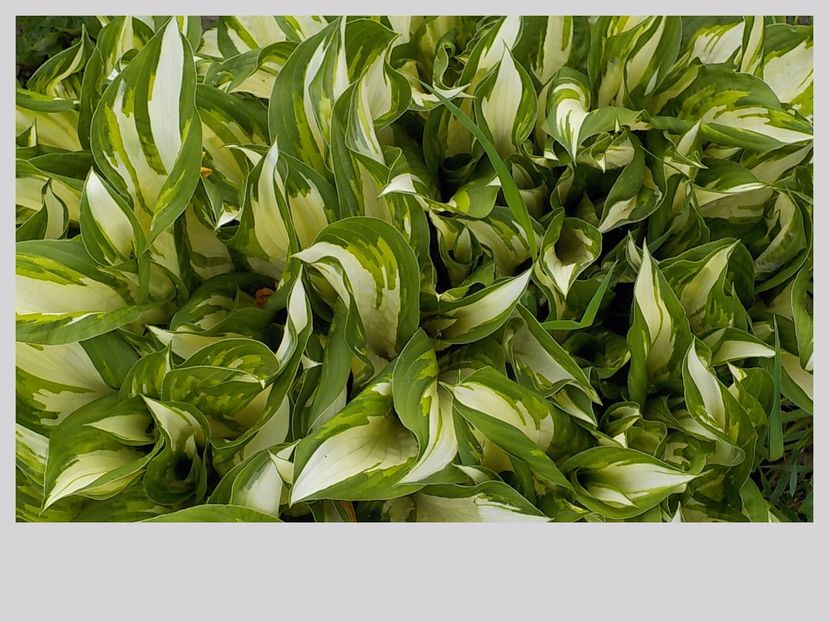  - hosta