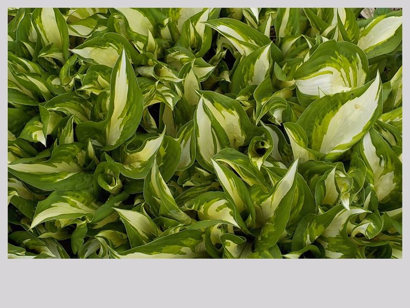 - hosta