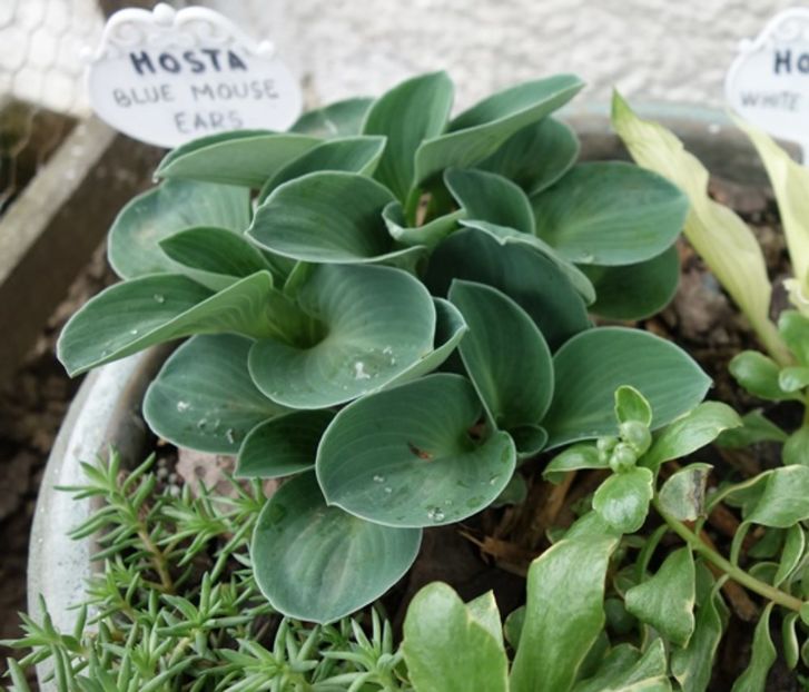  - hosta Blue Mouse Ears