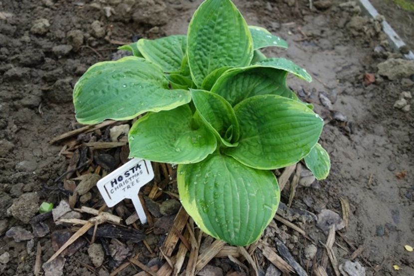  - hosta Christmas Tree