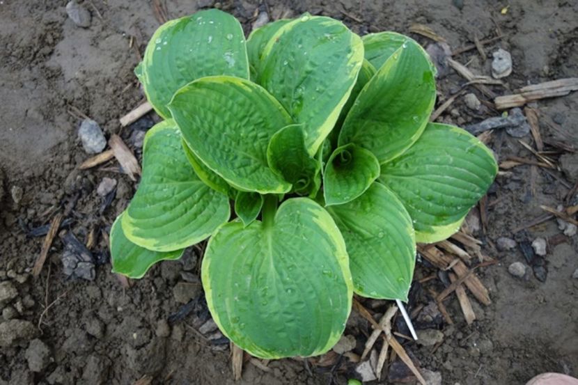  - hosta Christmas Tree