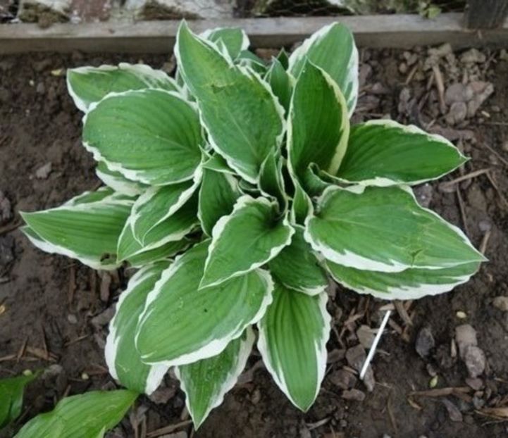  - hosta Fortunei Albomarginata