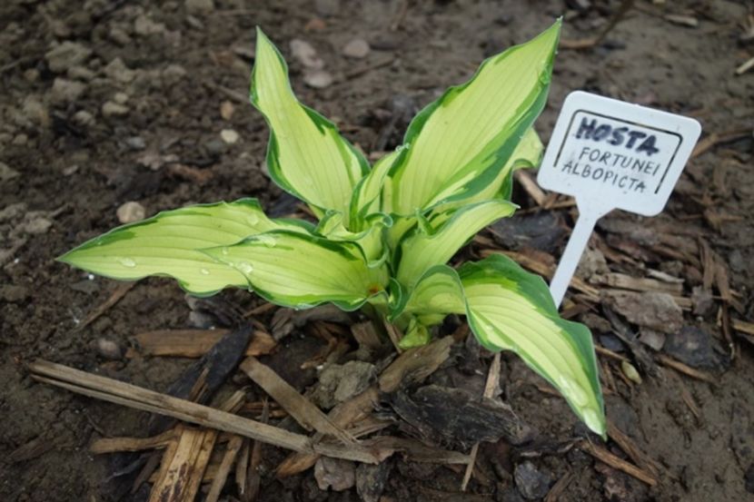  - hosta Fortunei Albopicta