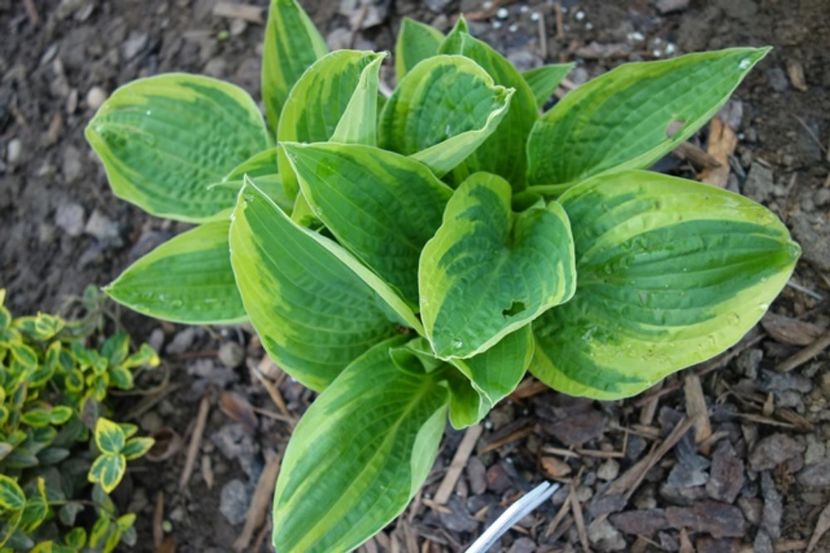  - hosta Fortunei Aureomarginata