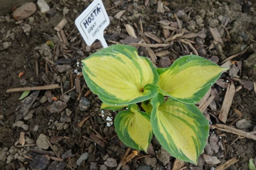  - hosta Great Expectations