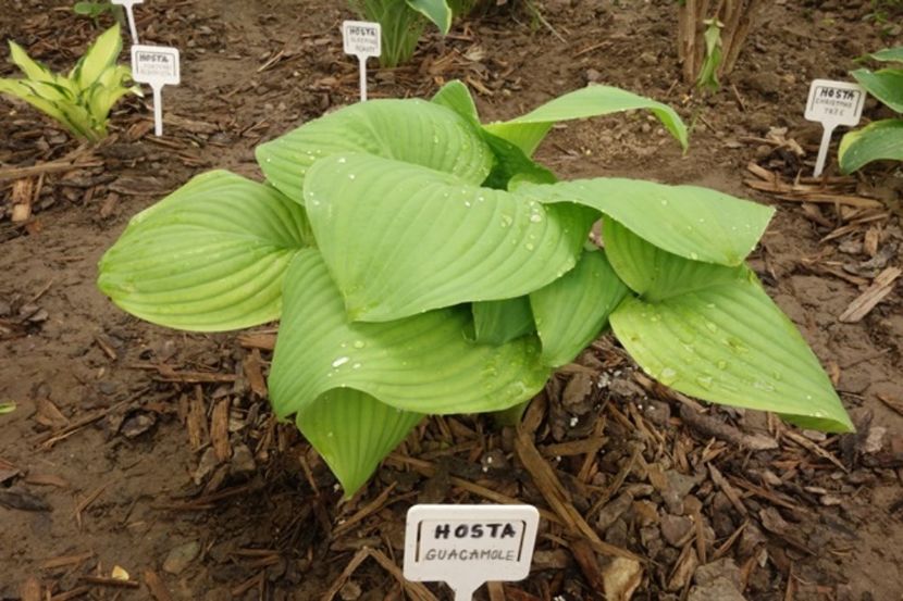  - hosta Guacamole