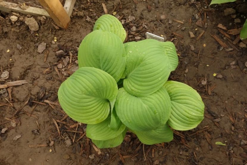  - hosta Guacamole