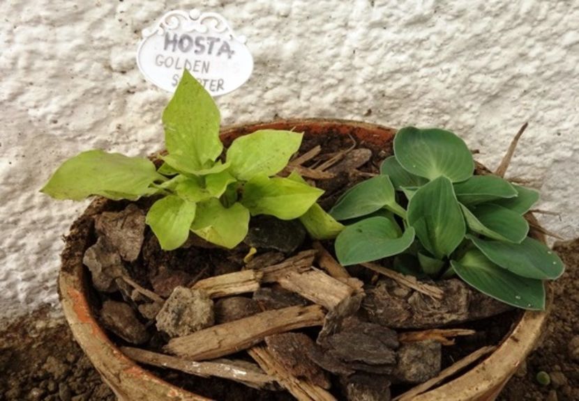  - hosta Golden Scepter