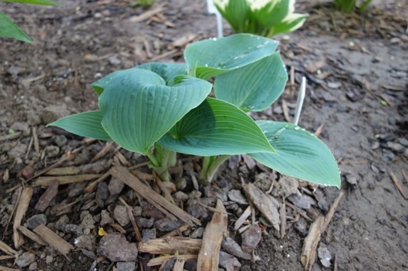  - hosta Halcyon