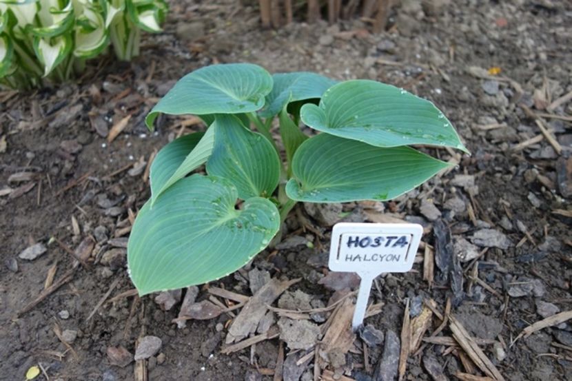  - hosta Halcyon