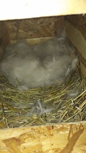  - c pui californieni