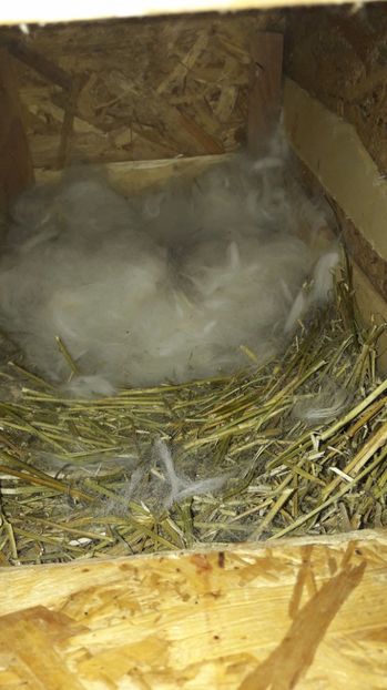  - c pui californieni