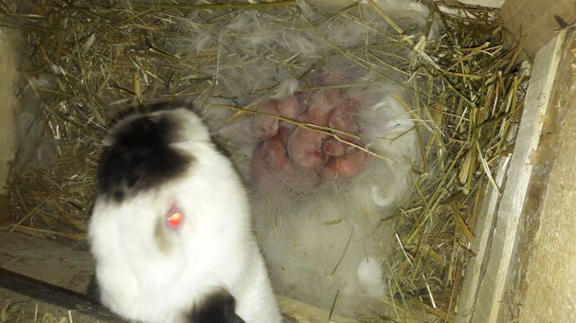  - c pui californieni