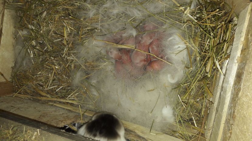  - c pui californieni