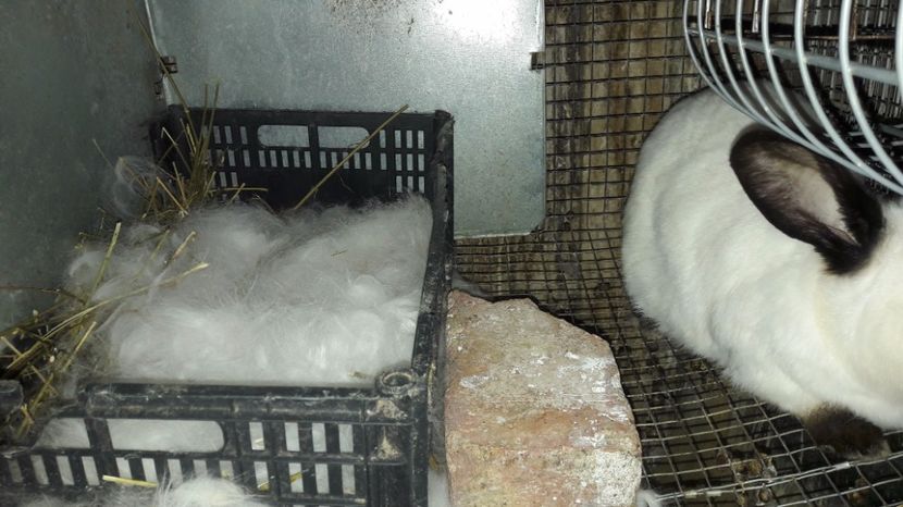 14 puișori - c pui californieni