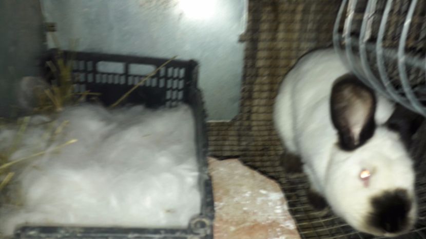  - c pui californieni