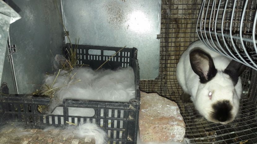  - c pui californieni