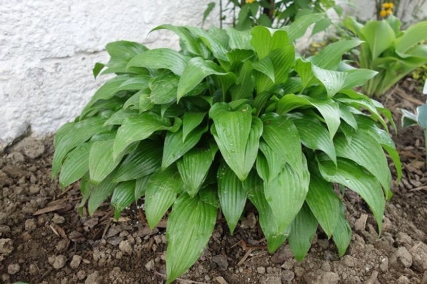  - hosta Lancifolia